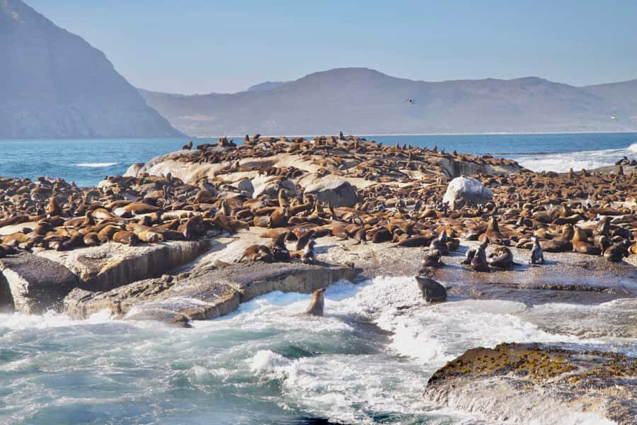 Cape Peninsula Shared Half-Day Tour - Price and value: what $87 includes and what you may pay extra for