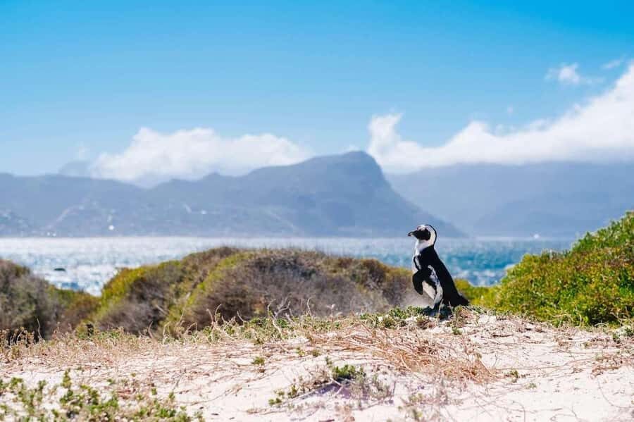 Cape Peninsula Shared Half-Day Tour - Pickup, comfort, and the pace reality check