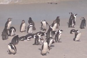 Cape Point and Boulder's Penguins Full Day Tour - Stop 1: Muizenberg Beach and a Quick Photo Hit