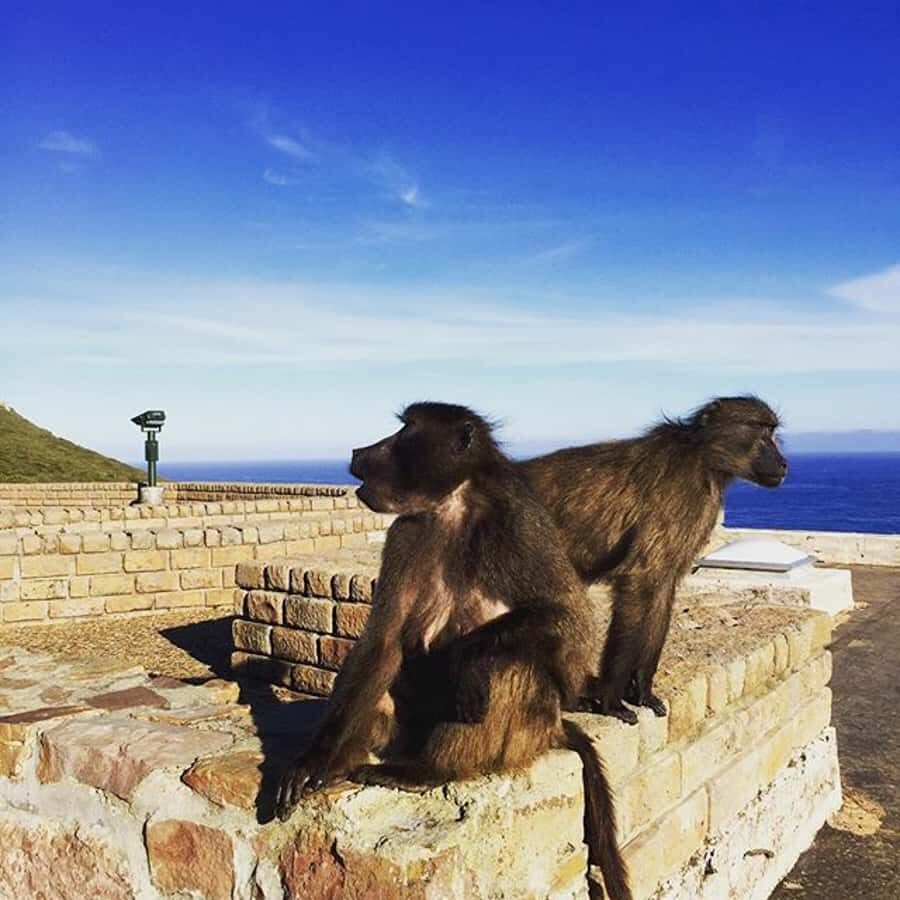 Cape Point Full-Day Tour From Cape Town - Key points to know before you go
