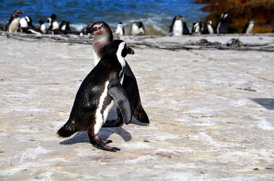 Cape Point Full-Day Tour From Cape Town - Cape Town to Cape Point: why this drive is the real “warm-up”