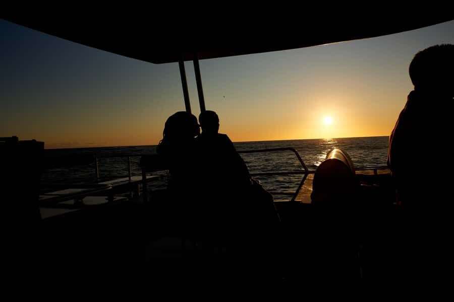 Cape Town: 1.5-Hour Luxury Sunset Cruise with Prosecco - Wildlife spotting near Cape Town: what you can realistically hope for