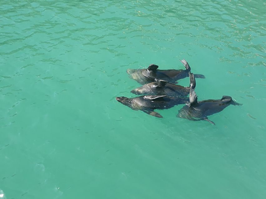 Cape Town: 30 Minute Harbour Boat Cruise with Seal Watching - Key points before you go