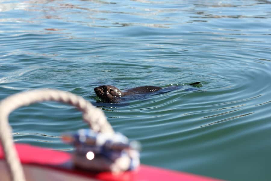 Cape Town: 30 Minute Seal-Watching Harbour Cruise - Spotting Cape Fur Seals (and What to Watch for)