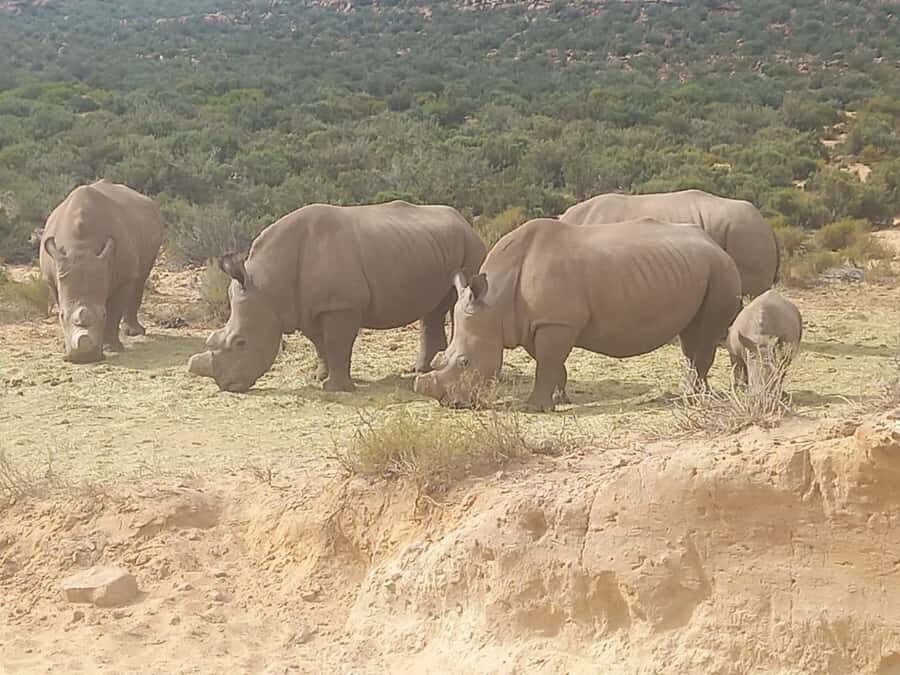 Cape Town: Aquila Game Reserve Sunset Game Drive - Key highlights to know before you go