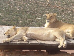 Cape Town: Aquila Game Reserve Sunset Game Drive - The lodge welcome: where you reset before the open-vehicle safari