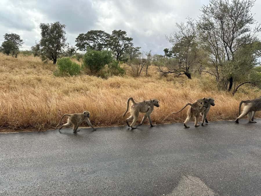 Cape Town: Aquila Game Reserve Sunset Game Drive - Big Five expectations: what you’re aiming for, and what’s realistically hard