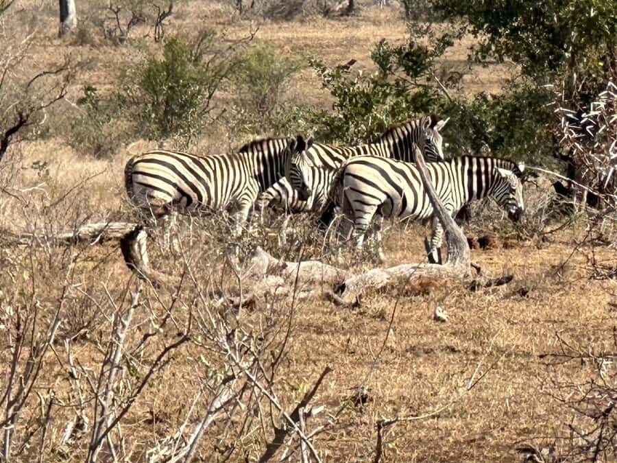 Cape Town: Aquila Game Reserve Sunset Game Drive - Transportation comfort: what “included” looks like in real life