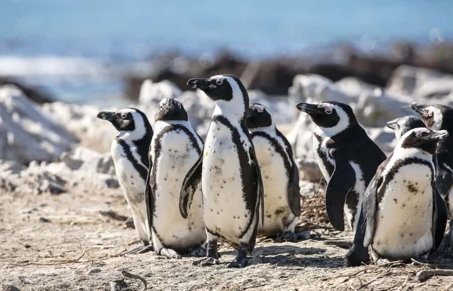 Cape Town: Cape of Good Hope & Penguins Full-Day Guided Tour - Boulders Beach penguins: up-close viewing, set expectations for the exact spot