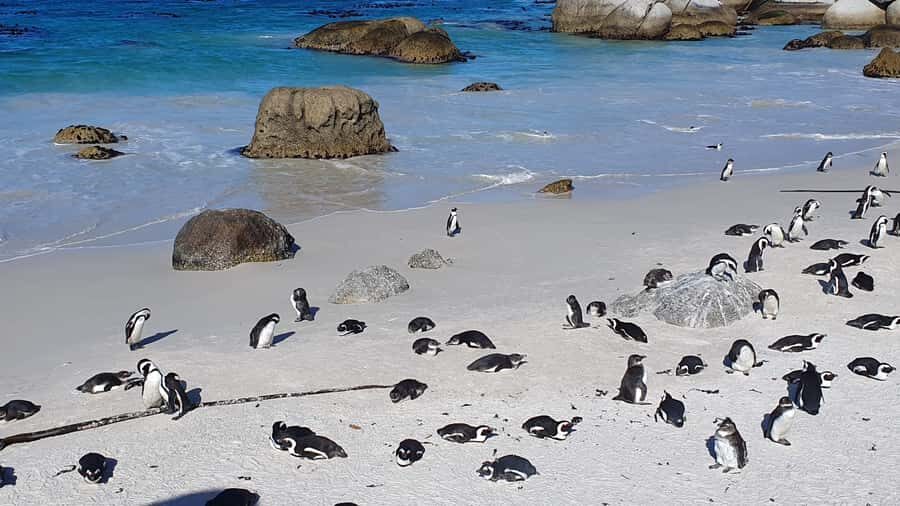 Cape Town: Cape of Good Hope, Seals and Penguins Day Tour - Hout Bay seals: Duiker Island ferry vs staying on land