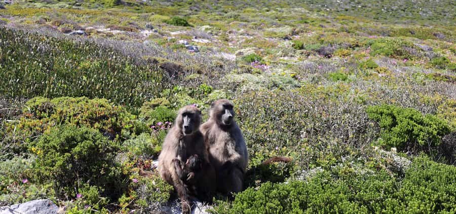 Cape Town: Cape Peninsula & Table Mountain Private Day Trip - Chapman’s Peak Drive: the coastal road that feels like a movie scene