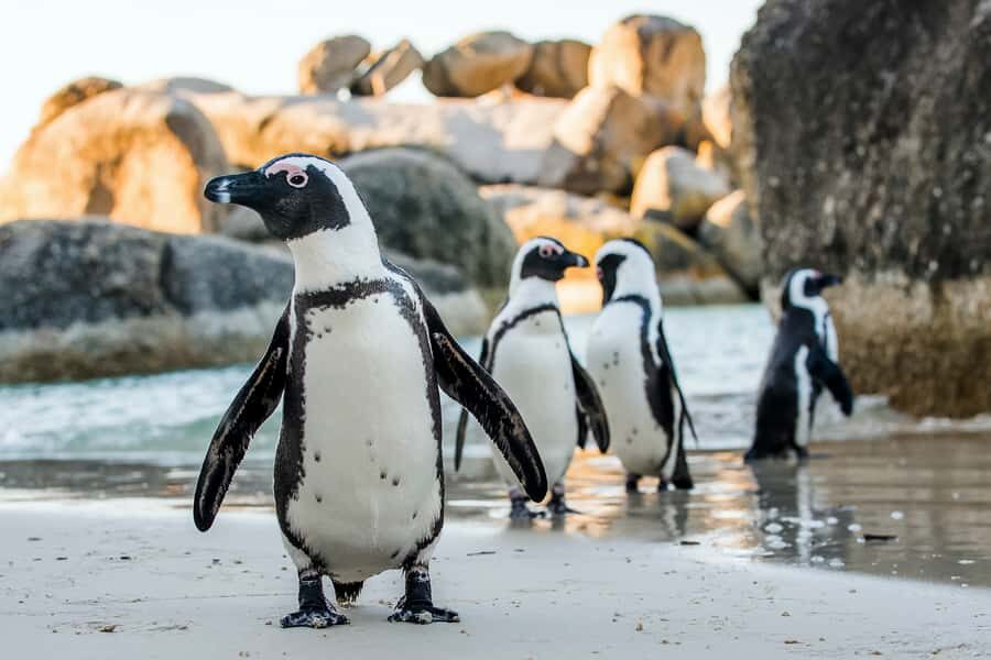 Cape Town: Cape Peninsula & Table Mountain Private Day Trip - Boulders Beach Penguin Colony: a real wildlife moment, not a drive-by