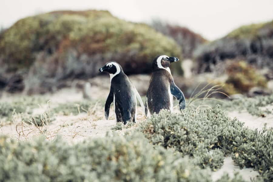 Cape Town: Cape Point and Penguin Colony Full Day Tour - Hout Bay and the Seal Island option: seafood town energy, plus seals if you choose