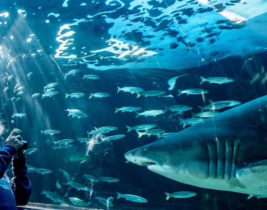 Cape Town City Pass: Save Over 50% on 80+ Top Attractions - Key highlights to know before you go