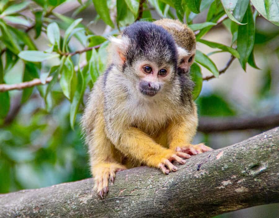 Cape Town City Pass: Save Over 50% on 80+ Top Attractions - Cape Peninsula day: Cape Point, Hout Bay fish, and wildlife-style stops