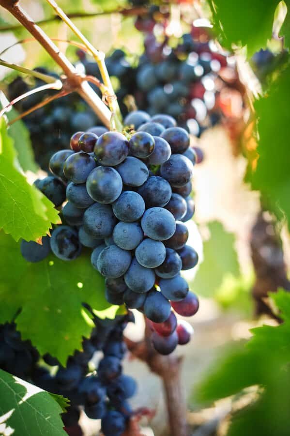 Cape Town: Full-Day Winelands Tour with Wine Tastings & Food - Who should book this tour (and who should skip it)