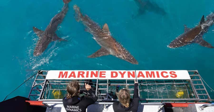 Cape Town: Gansbaai Eco-Friendly Shark Cage Diving Cruise - Key highlights worth clocking before you go