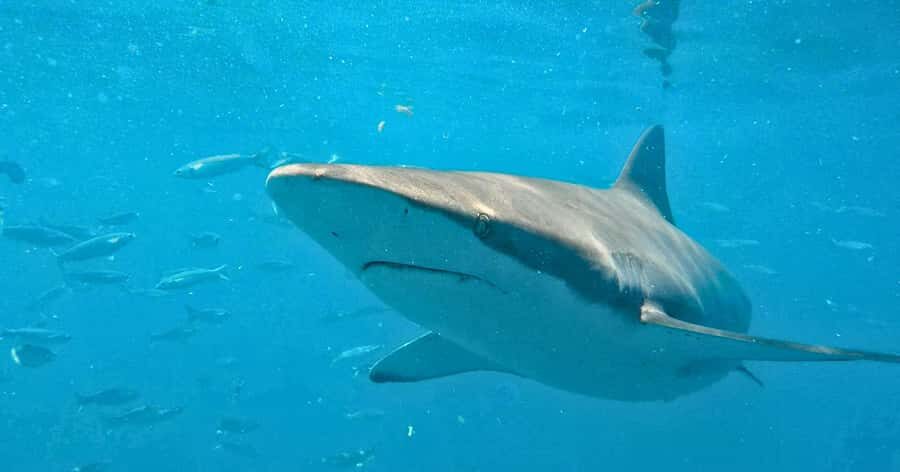 Cape Town: Gansbaai Eco-Friendly Shark Cage Diving Cruise - Cape Town to Kleinbaai: the early start that makes this day work