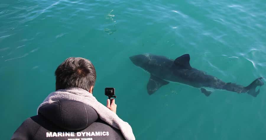 Cape Town: Gansbaai Eco-Friendly Shark Cage Diving Cruise - Joubertsdam and possible Shark Alley: what you might see (and what you can’t control)