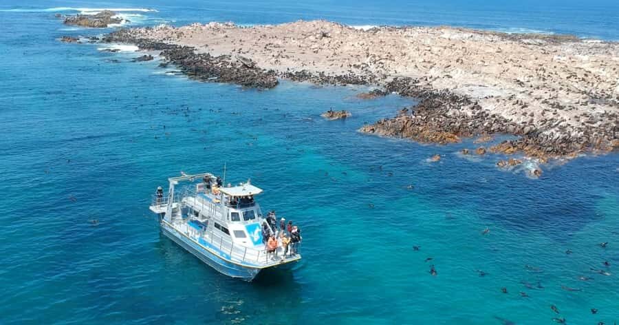 Cape Town: Gansbaai Eco-Friendly Shark Cage Diving Cruise - Inside the cage: safety, comfort, and how long you’re really in