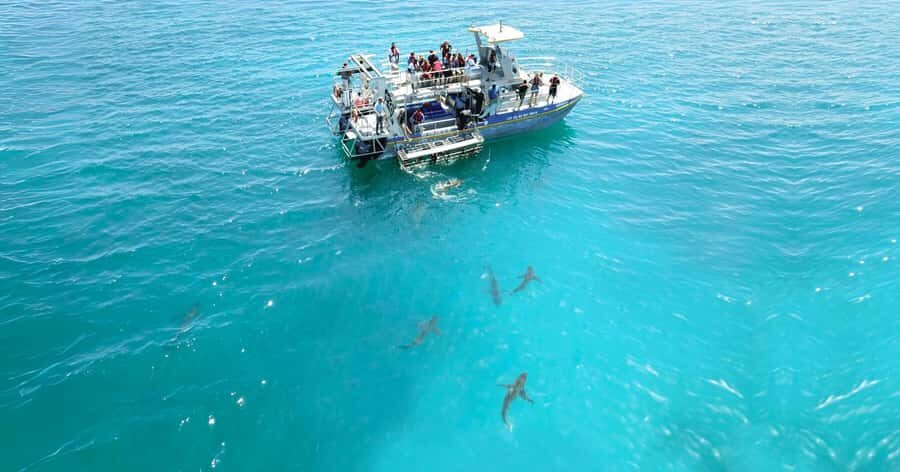 Cape Town: Gansbaai Eco-Friendly Shark Cage Diving Cruise - African Penguin and Seabird Sanctuary: the conservation stop that adds meaning