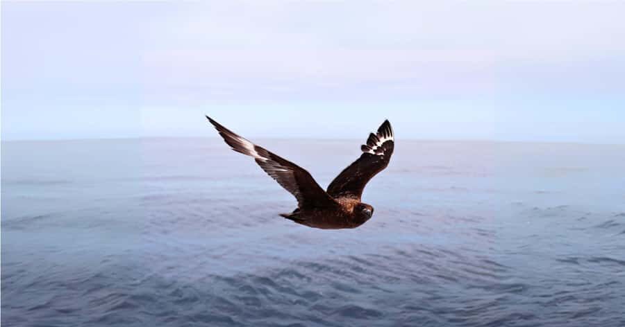 Cape Town: Gansbaai Eco-Friendly Shark Cage Diving Cruise - Price and value: is $237 really fair for what you get