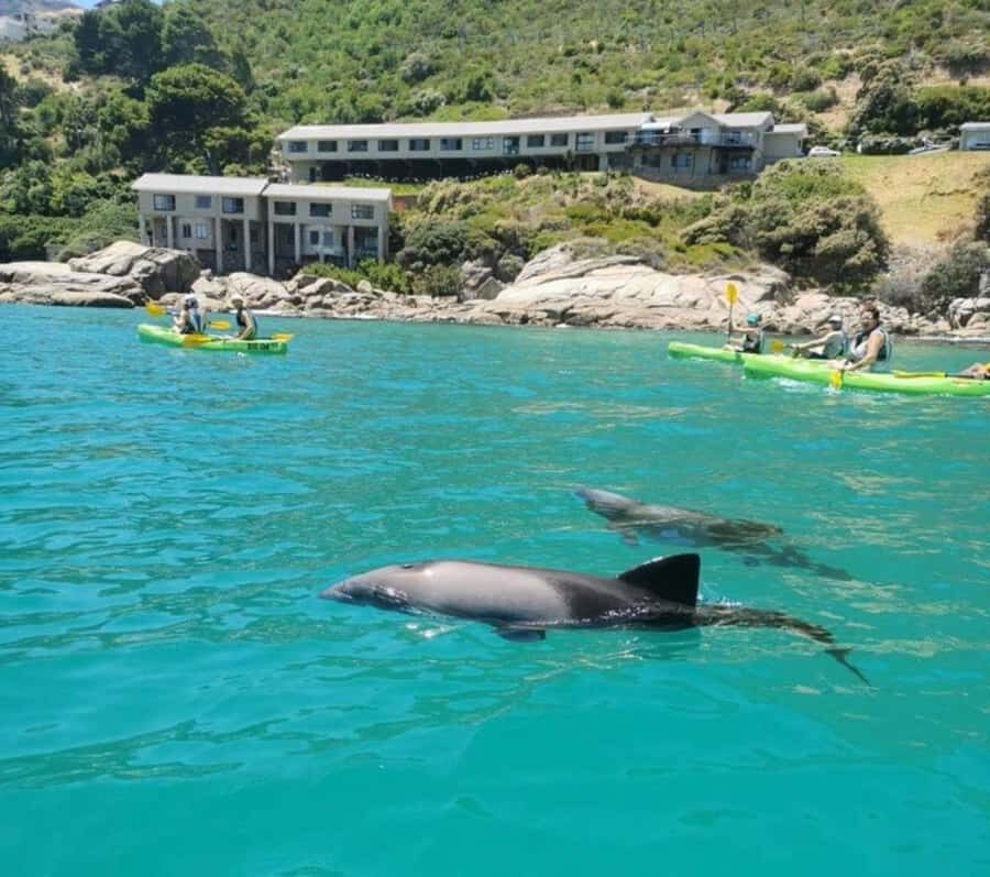 Cape Town: Guided Kayaking in Hout Bay - Two hours on the water: how the Hout Bay route usually plays out