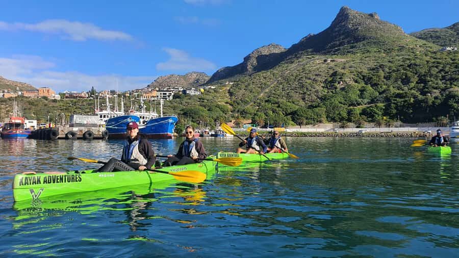 Cape Town: Guided Kayaking in Hout Bay - Wildlife odds in Hout Bay: seals, dolphins, and penguins when they show up