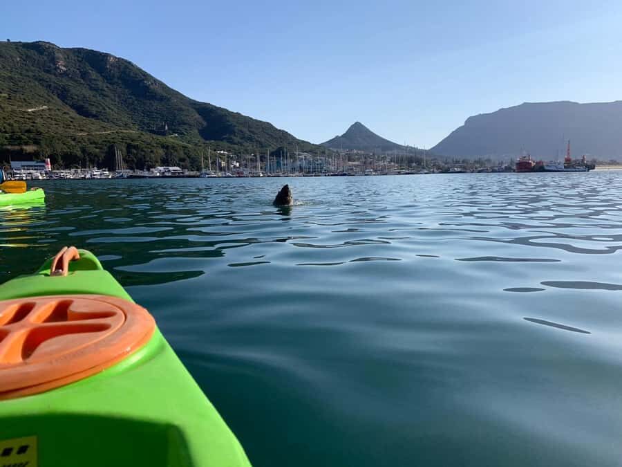 Cape Town: Guided Kayaking in Hout Bay - Price and value: is $37 for 2 hours in Hout Bay a fair deal?