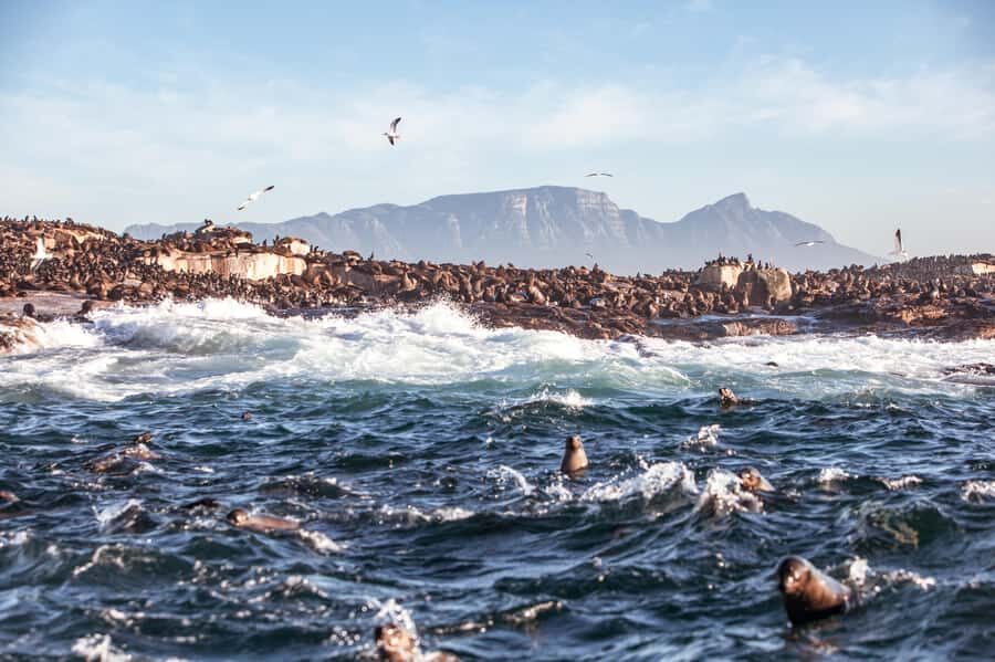 Cape Town: Guided Township Tour with Hotel Pickup - Key highlights worth planning for
