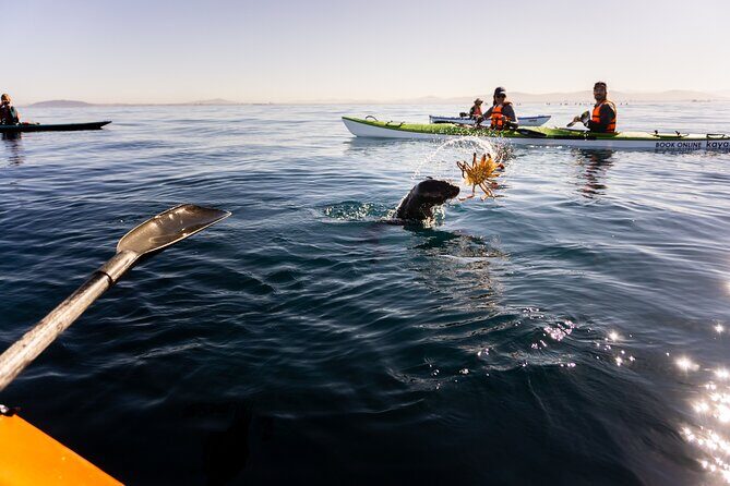 Cape Town Kayak Adventure in Table Mountain Marine Reserve - Timing and weather: why your start time matters