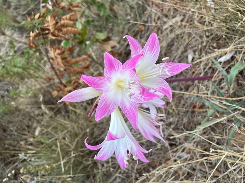 Cape Town: Lion's Head Sunrise or Sunset Guided Hike - Nature facts you’ll actually remember (and reuse)