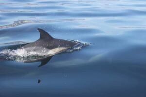 Cape Town: Marine Big 5 Ocean Safari from V&A Waterfront - Luxury Catamaran Comfort and How You’ll Actually Use It