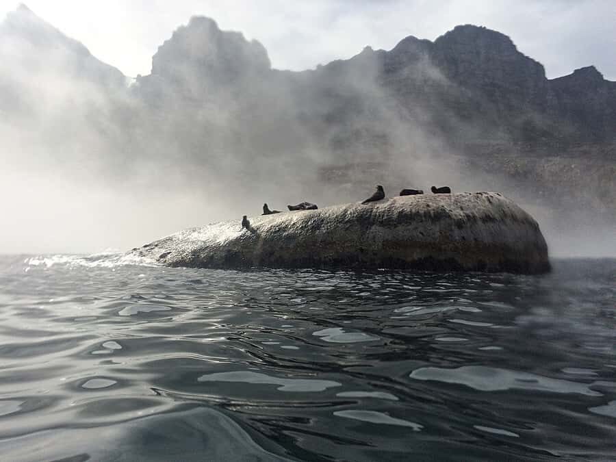 Cape Town: Marine Big 5 Ocean Safari from V&A Waterfront - Marine Big 5 Chances: What You Can See and Why It’s Never Guaranteed