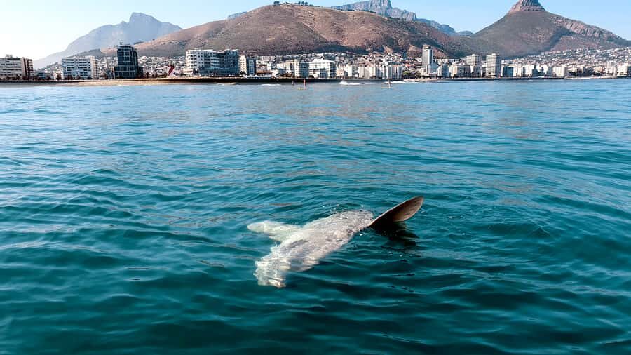 Cape Town: Marine Big 5 Ocean Safari from V&A Waterfront - Crew Scanning Style, Safety, and Photo Help That Actually Matters