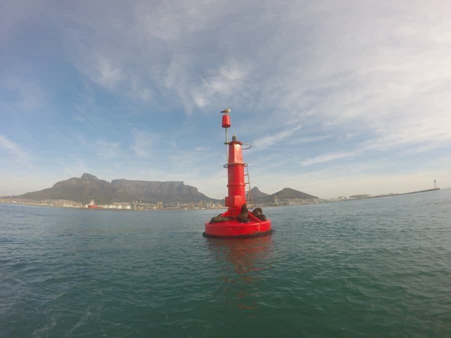 Cape Town: Marine Big 5 Ocean Safari from V&A Waterfront - Weather, Sea Conditions, and What to Do With the Unpredictable Part