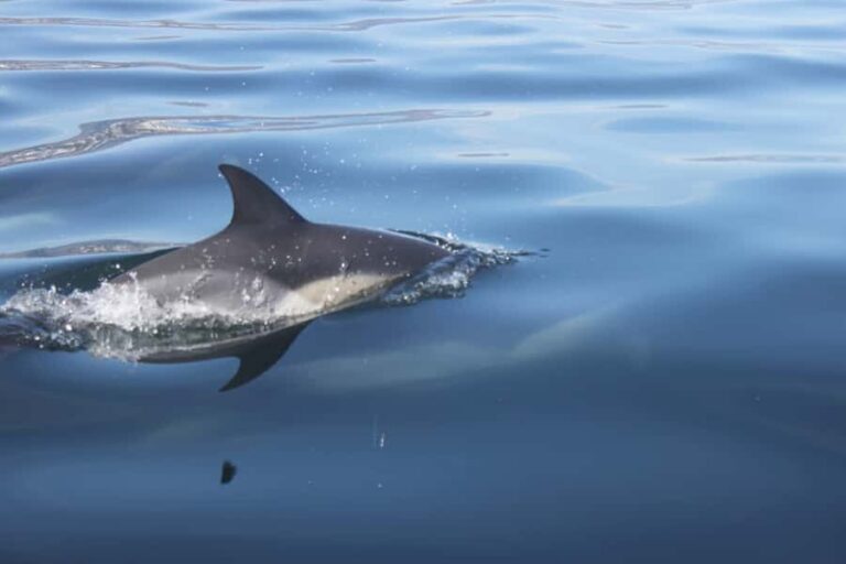Cape Town: Marine Big 5 Ocean Safari from V&A Waterfront - Luxury Catamaran Comfort and How You’ll Actually Use It