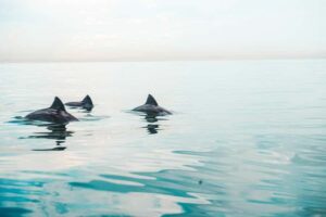 Cape Town: Marine Life Kayak Tour From the V&A Waterfront - Getting going: briefing, gear, and your first strokes