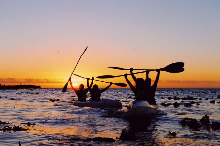 Cape Town: Marine Life Kayak Tour From the V&A Waterfront - Marine life moments: dolphins, seals, penguins, and whales (when you get lucky)