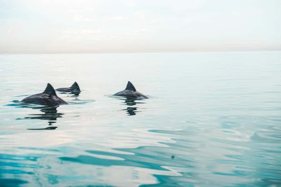 Cape Town: Marine Life Kayak Tour From the V&A Waterfront - Getting going: briefing, gear, and your first strokes