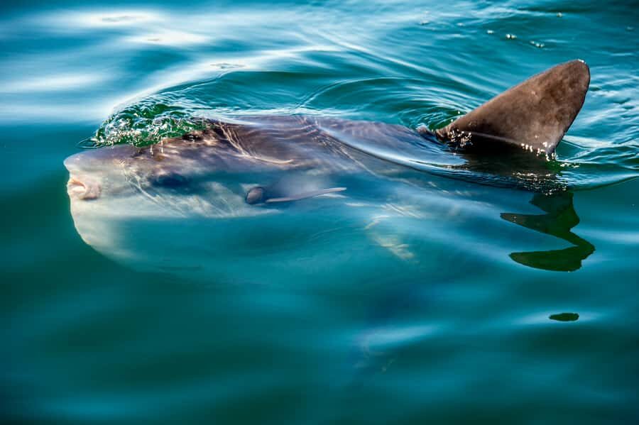 Cape Town: Marine Wildlife Tour from the V&A Waterfront - From the V&A Waterfront to Table Bay: the vibe and the route