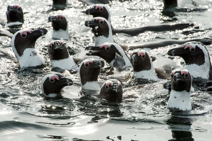 Cape Town: Marine Wildlife Tour from the V&A Waterfront - On board the hydrofoil: what you’ll actually do during the 90 minutes