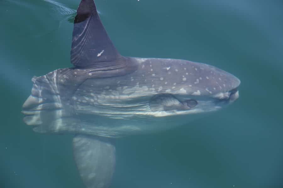 Cape Town: Marine Wildlife Tour from the V&A Waterfront - The animal highlights: whales, dolphin pods, seals, and penguins