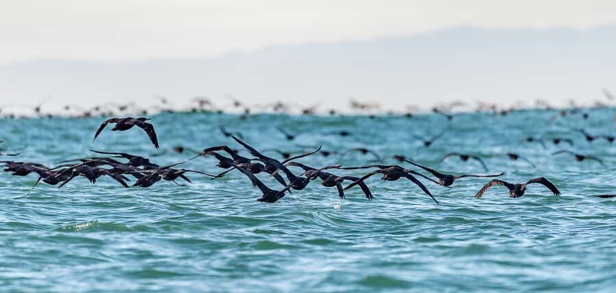 Cape Town: Marine Wildlife Tour from the V&A Waterfront - Table Mountain and Robben Island from the water: why the views matter