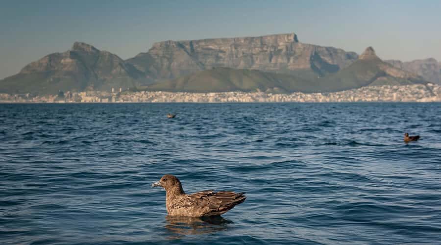 Cape Town: Marine Wildlife Tour from the V&A Waterfront - Weather, waves, and comfort: how to plan for a smooth day at sea
