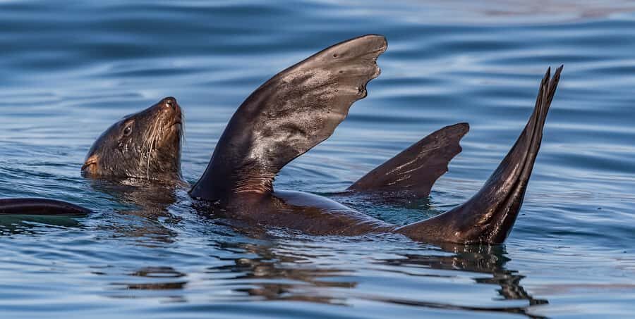 Cape Town: Marine Wildlife Tour from the V&A Waterfront - Price and value: is $61 for 90 minutes a smart spend?