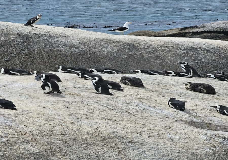 Cape Town: Penguin Watching at Boulders Beach Half Day Tour - From hotel pickup to penguin beach in about 5 hours