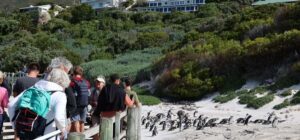 Cape Town: Penguin Watching at Boulders Beach Half Day Tour - Maidens Cove and Twelve Apostles views to kick things off