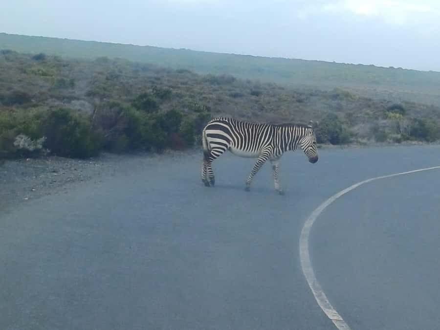 Cape Town: Penguins and Cape of Good Hope Sunset Tour - Simon’s Town: a scenic break with photo time