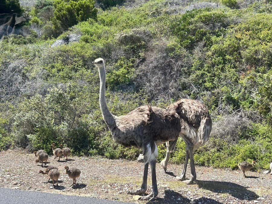 Cape Town: Penguins & Cape of Good Hope Day Tour with Pickup - Chapman’s Peak Drive: the stop-and-go coastline moment